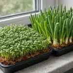 Пищни легла за прозорци в рамките на две седмици без допълнителни разходи или затруднения pishtni-legla-za-prozortsi-v-ramkite-na-dve-sedmitsi-bez.png