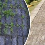 Плевелите по пътеките ще изчезнат за 3 дни - трябва