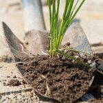 Плевелите по пътеките ще изчезнат за един ден: ето с