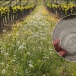 Плевелите ще изчезнат за един ден: как да приготвите прост