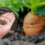 Поникване при всякакви климатични условия: най-доброто време за засяване на