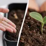 Поникване в рамките на една седмица: как правилно да покълнат семената от пипер у дома Поникване в рамките на една седмица: как правилно да покълнат