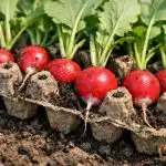 Прибиране на реколтата от хрупкава ряпа за три седмици с помощта на тавички за яйца pribirane-na-rekoltata-ot-hrupkava-ryapa-za-tri-sedmitsi-s.png