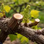 Пролетната резитба на гроздето ще превърне градината ви в конвейер от сладки плодове proletnata-rezitba-na-grozdeto-shte-prevarne-gradinata-vi-v-konveyer.png