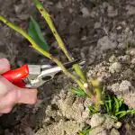 Пролетното подрязване на розата стимулира цъфтежа: през лятото цъфнете както