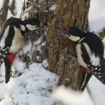 Простото наблюдение на птици може да забави стареенето на мозъка