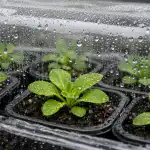 Разсадът на петунията изсъхва след пикиране поради една неочевидна грешка razsadat-na-petuniyata-izsahva-sled-pikirane-poradi-edna-neochevidna-greshka.png