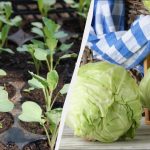 Разсадът от зеле трябва да се засажда на тези дати: