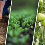 Редуване на културите в зеленчуковата градина: какво да засаждаме след