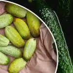 Реколтата от краставици може да бъде напълно загубена: кои съседи