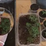 Реколтата ще порасне 10 пъти: как да избирате разсад от