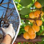 Съберете пет пъти повече реколта: ето какво да правите с