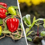 Събиране на 2 кг чушки от едно насаждение: какво да