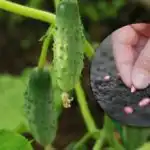 Само една тайна ще спаси реколтата: кога да се сеят