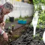 Съседите се смееха, докато не видяха резултата: защо са необходими вилици в зеленчуковата градина Съседите се смееха, докато не видяха резултата: защо са необходими