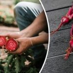 Съседите ще се смеят: кои растения развалят реколтата от цвекло