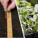 Сеитба на домати за разсад през март 2026 г.: най-подходящите