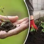 Сеитбен календар за март 2026 г.: точни дати за сеитба