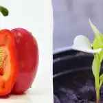 Семената ще пораснат по-бързо: в какво да накиснем доматите, чушките и краставиците преди засаждане Семената ще пораснат по-бързо: в какво да накиснем доматите, чушките