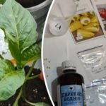 Семената ще растат по-бързо: прост метод без скъпи стимуланти