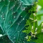 Син цвят срещу белокрилка: как да се отървем от вредителя