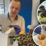 Сладки чушки след бране: стимулиращо поливане, образуване на силни корени