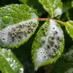 След едно третиране с обикновен сапун акарите ще изчезнат от растенията ви. sled-edno-tretirane-s-obiknoven-sapun-akarite-shte-izcheznat-ot.png