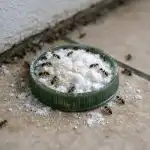 Содата срещу мравки през пролетта ще ви помогне да забравите за вредителите в къщата завинаги sodata-sreshtu-mravki-prez-proletta-shte-vi-pomogne-da-zabravite.png