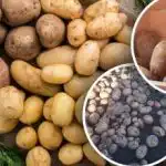 Сортове картофи, които не се страхуват от изменението на климата