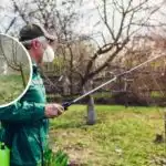 Спасяване на градината от болести и вредители: какво и кога