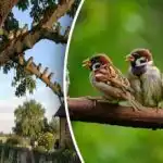 Стари методи срещу нови трикове - как да предпазите градината