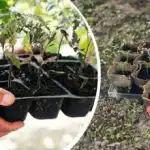 Студът не се страхува от слана: кои зеленчуци, дървета и