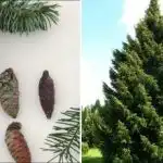 Студът, сушата и смогът не са проблем: кой смърч е