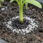 Таен прах от аптеката спасява разсада на доматите от черна краста за една нощ taen-prah-ot-aptekata-spasyava-razsada-na-domatite-ot-cherna.png