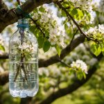 Тайната на богатата реколта от круши с помощта на един съседски клон taynata-na-bogatata-rekolta-ot-krushi-s-pomoshtta-na-edin.png