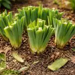 Тайната на буйния цъфтеж на ирисите се крие в навременното подрязване на листата taynata-na-buyniya-tsaftezh-na-irisite-se-krie-v-navremennoto.png