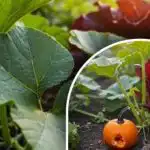 Тайната на добрата реколта от тикви: какво да правите със