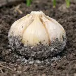 Тайната на гигантския чесън с големина на юмрук, засаден през пролетта taynata-na-gigantskiya-chesan-s-golemina-na-yumruk-zasaden-prez.png