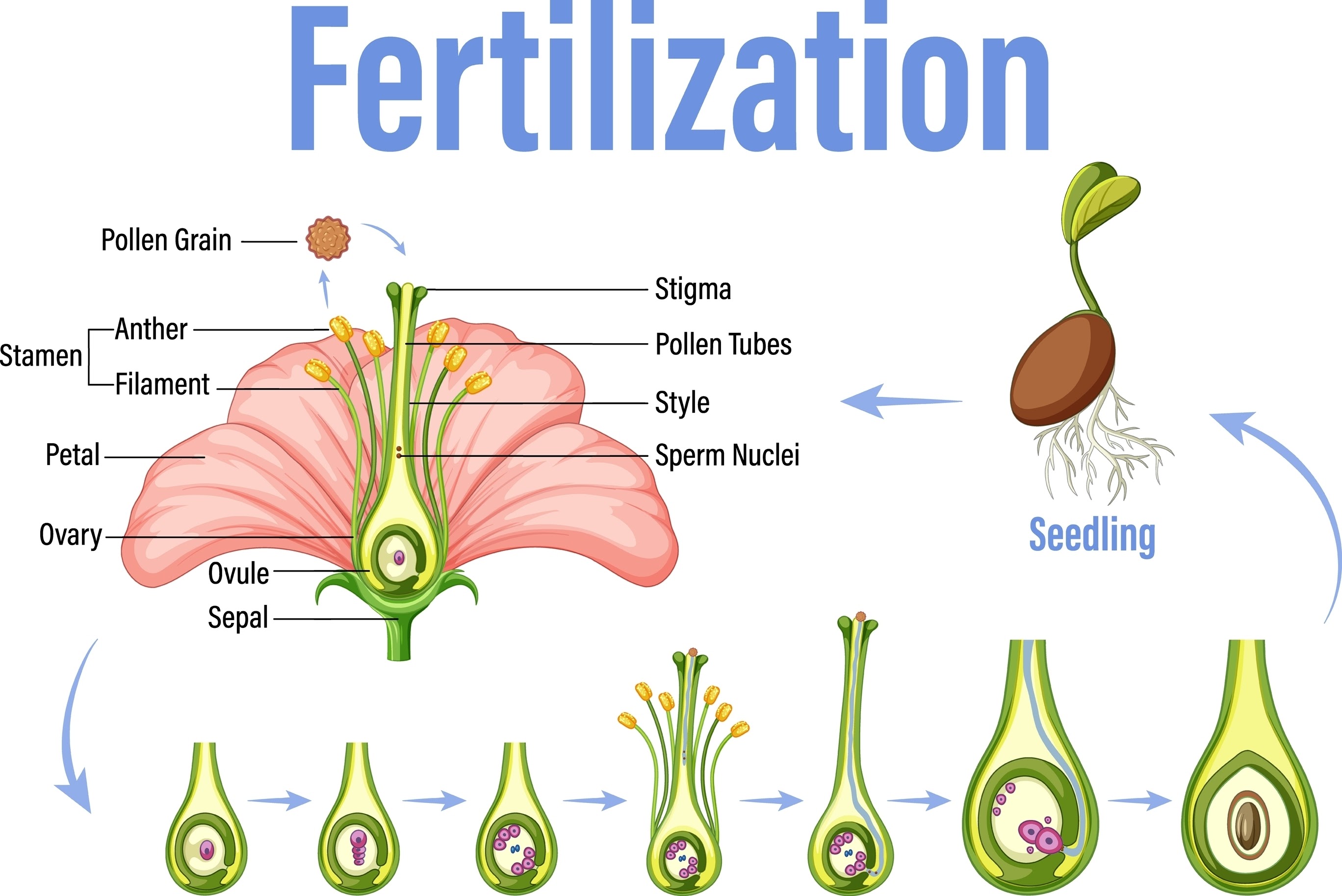 Процес на торене на разсада, правете AI tạo