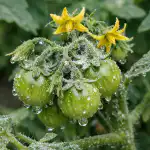 Тайната на мощното увяхване и защита на доматите с обикновена борна киселина taynata-na-moshtnoto-uvyahvane-i-zashtita-na-domatite-s-obiknovena.png