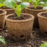 taynata-na-otselyavaneto-na-razsada-v-torfeni-saksii-koyato-shte.png
