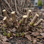 Тайната на пищно цъфтящия клематис се крие в една пролетна манипулация. taynata-na-pishtno-tsaftyashtiya-klematis-se-krie-v-edna-proletna.png