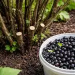 Тайната на ведрата реколта от касис е скрита под старите клони taynata-na-vedrata-rekolta-ot-kasis-e-skrita-pod-starite.png