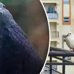 Те не летят на метър: с какво да измиете балкона