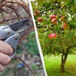 Тези 7 дървета трябва да бъдат подрязани преди края на