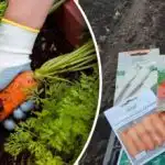 Тя ще бъде точно като на снимката: С какво да храним морковите през пролетта за добра реколта Тя ще бъде точно като на снимката: С какво да