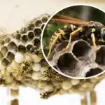 Уморени сте от оси в двора си - лесен начин да ги изплашите завинаги Уморени сте от оси в двора си - лесен начин