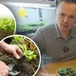 Увяхване на кълновете след пресаждане: три основни условия за успешно