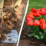 Вече е време за засаждане на луковици на лалета: каква