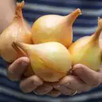 Всичко за отглеждането на лук в зеленчуковата градина: експертите са събрали всички тайни на едно място Всичко за отглеждането на лук в зеленчуковата градина: експертите са